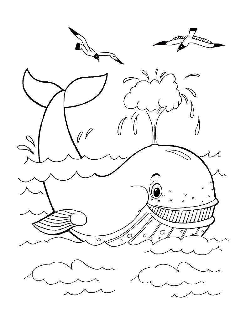 Название: Раскраска Кит пускает фонтанчик. Категория: кит. Теги: Подводный мир, рыба, кит.