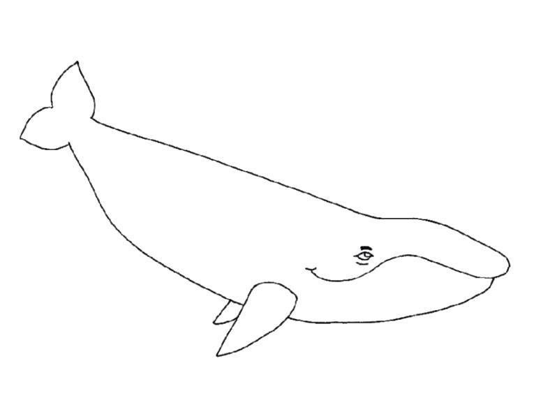 Coloring Kit. Category Keith . Tags:  Underwater world, fish, whale.