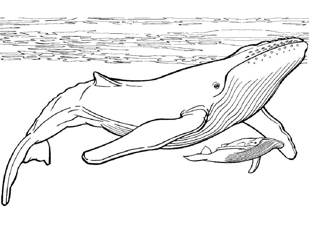 Название: Раскраска Киты в океане. Категория: кит. Теги: Подводный мир, рыба, кит.