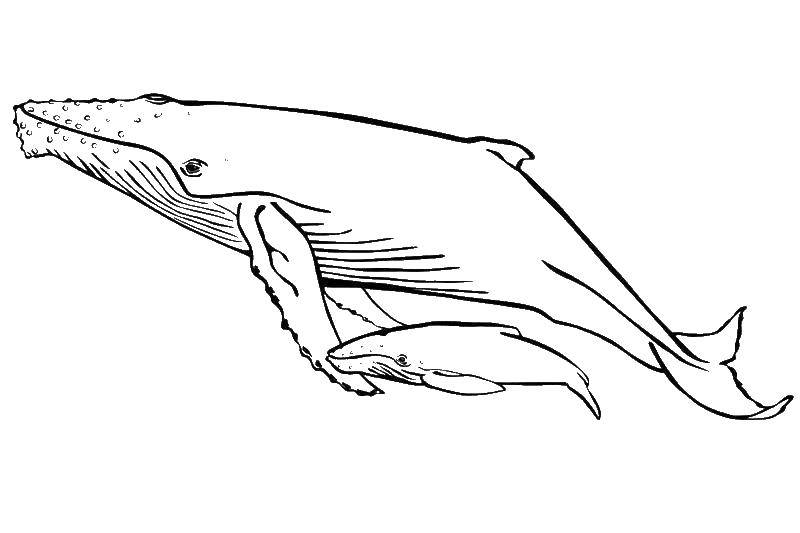 Название: Раскраска Киты. Категория: кит. Теги: Подводный мир, рыба, кит.