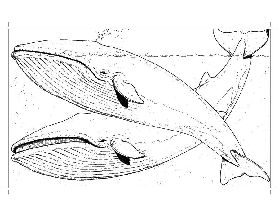 Название: Раскраска Киты. Категория: кит. Теги: море, морские обитатели, морские жители, кит.