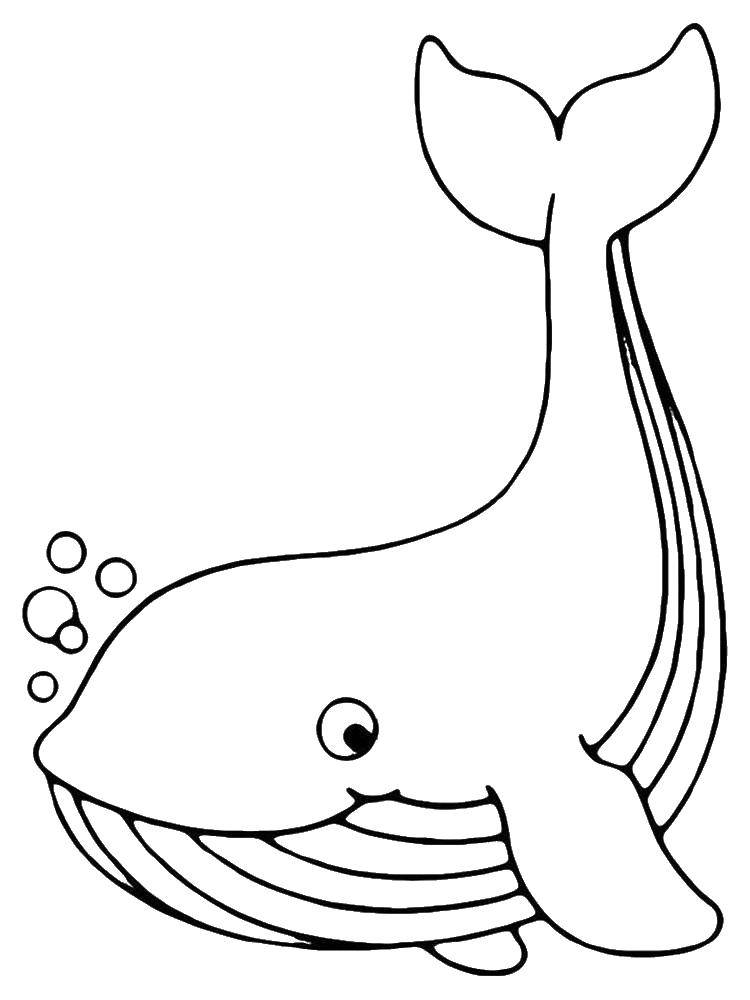 Название: Раскраска Китёнок. Категория: кит. Теги: Подводный мир, рыба, кит.