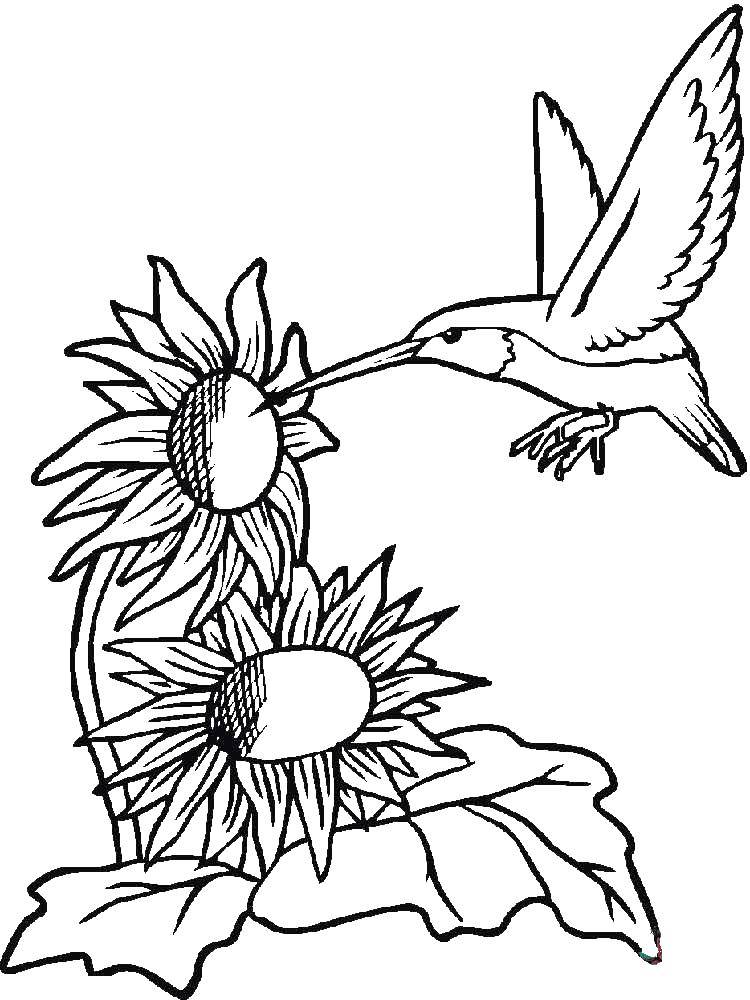 Название: Раскраска Колибри. Категория: колибри. Теги: птицы, птица, Колибри.