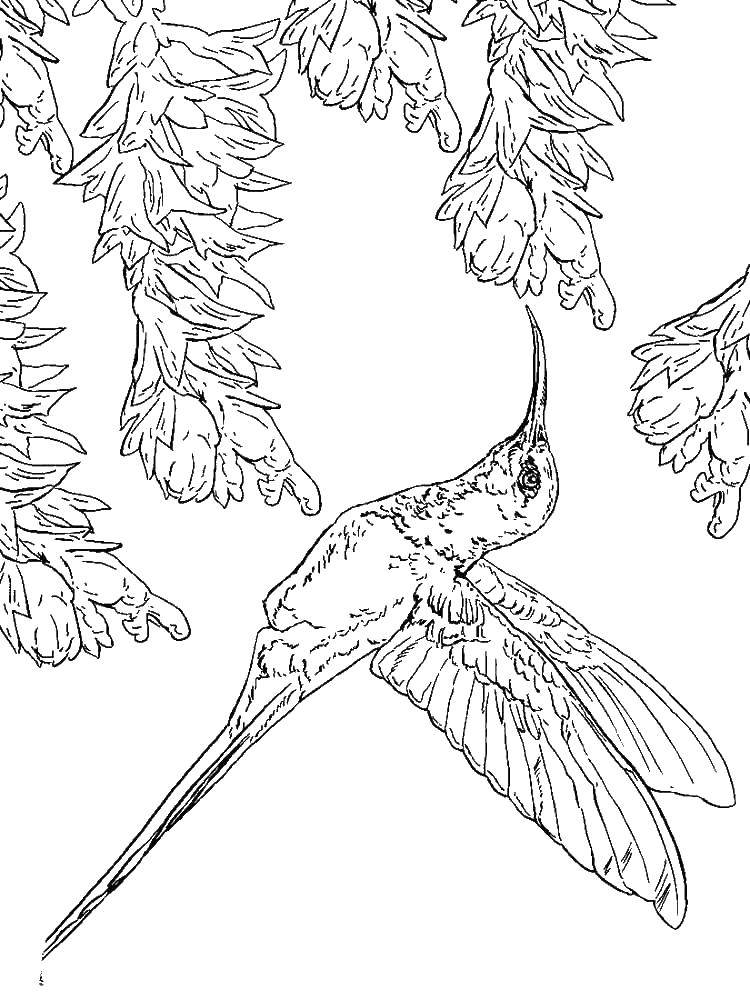 Coloring Hummingbird. Category Hummingbird. Tags:  birds, hummingbirds.