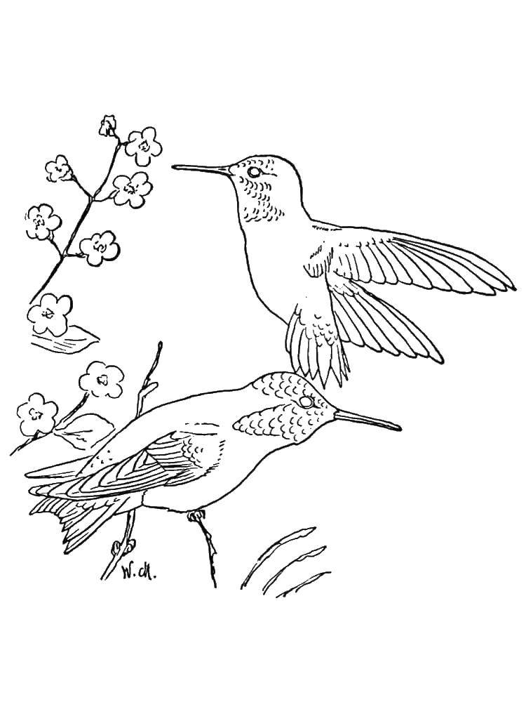 Название: Раскраска Колибри. Категория: колибри. Теги: птицы, Колибри.