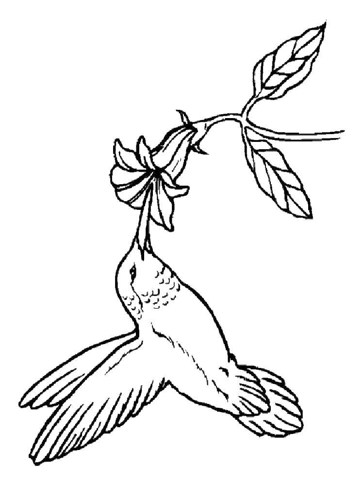 Название: Раскраска Колибри. Категория: колибри. Теги: Птицы, колибри.