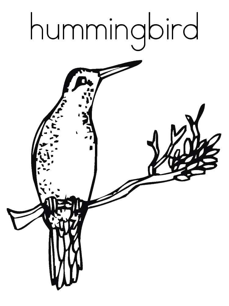 Coloring Hummingbird. Category Hummingbird. Tags:  Birds, hummingbirds.
