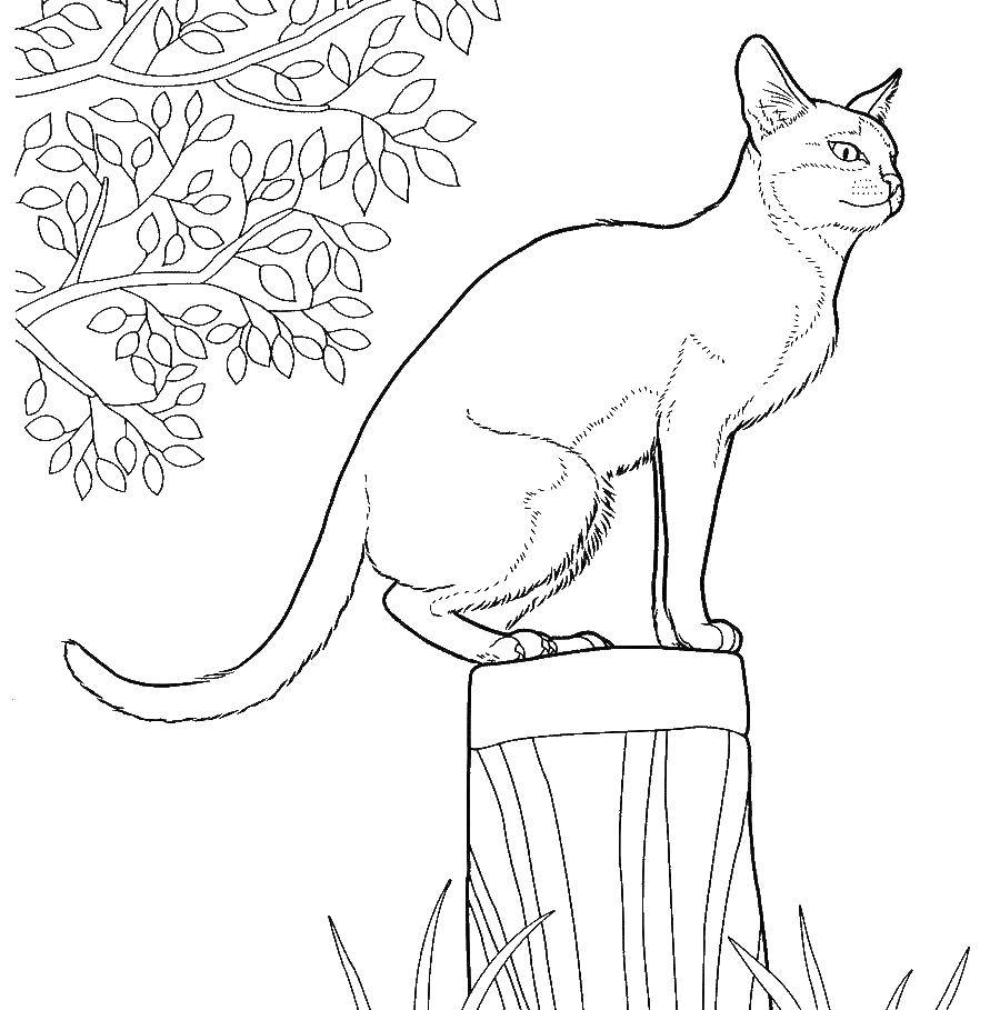 Coloring Cat. Category The cat. Tags:  animals, cat, kitten.
