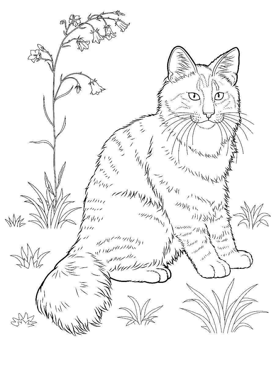 Название: Раскраска Котик. Категория: Коты и котята. Теги: животные, кот, кошка.