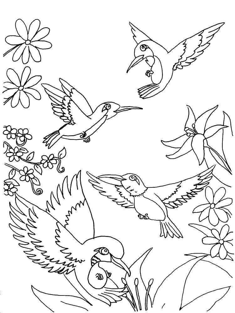 Название: Раскраска Множество колибри. Категория: колибри. Теги: Птицы, колибри.