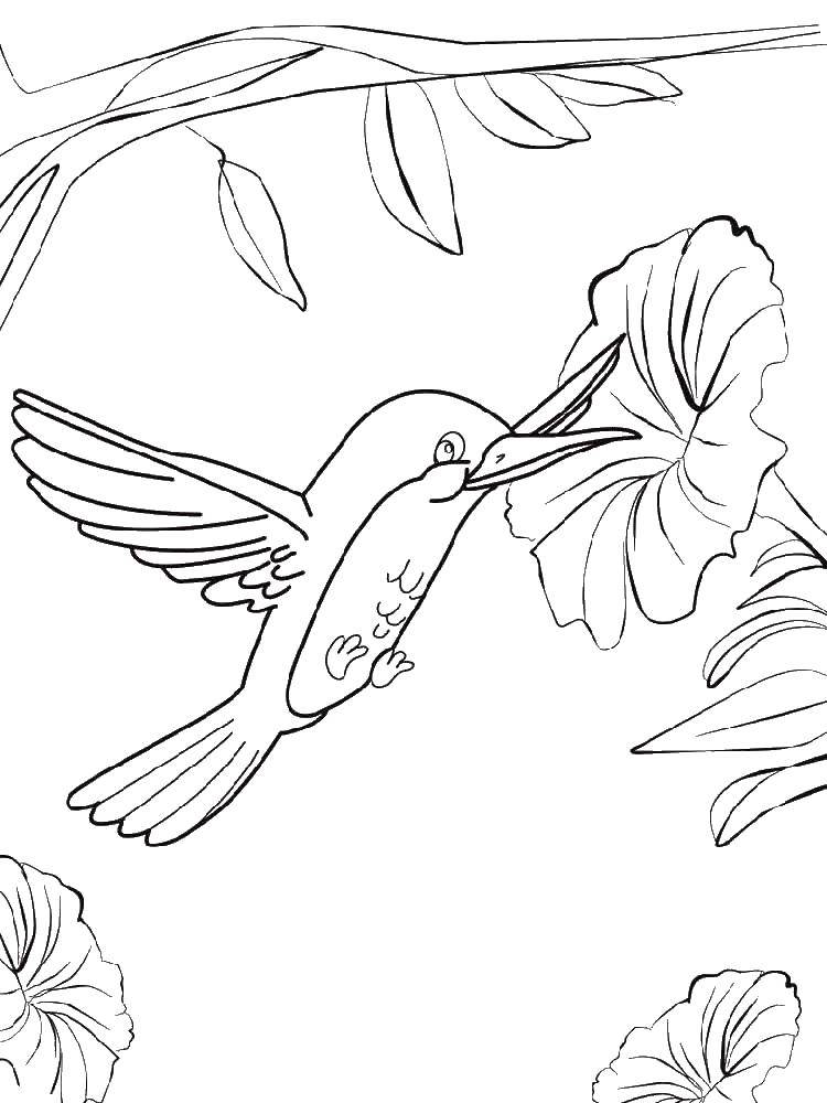 Название: Раскраска Птичка. Категория: колибри. Теги: птицы, птица, Колибри.