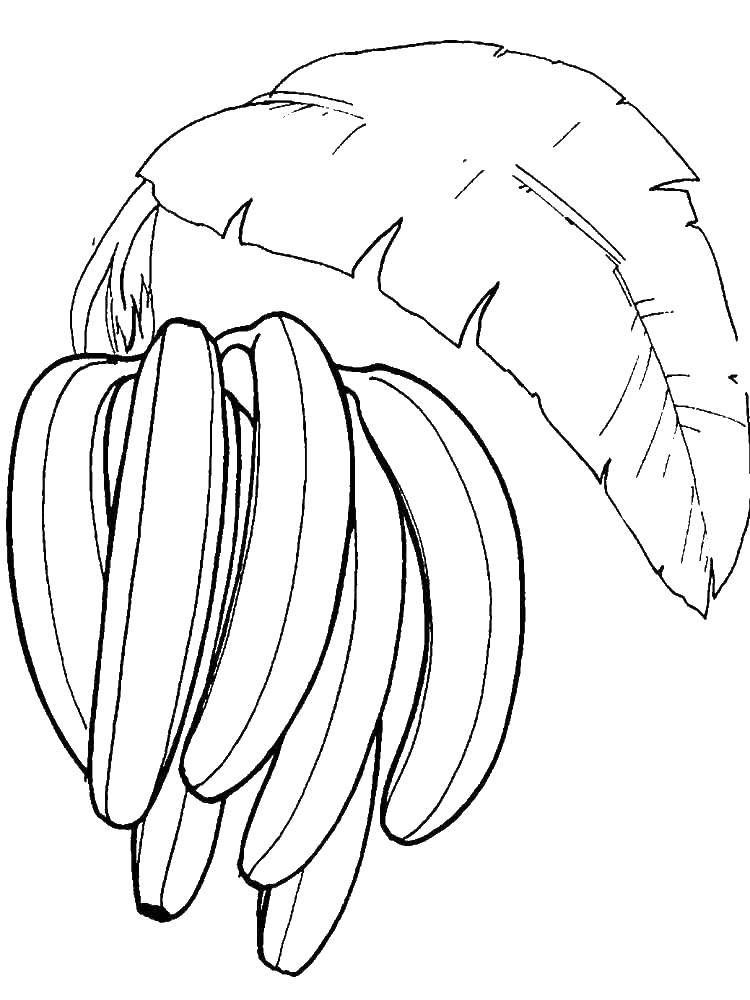 Название: Раскраска Бананы. Категория: банан. Теги: фрукты, бананы.