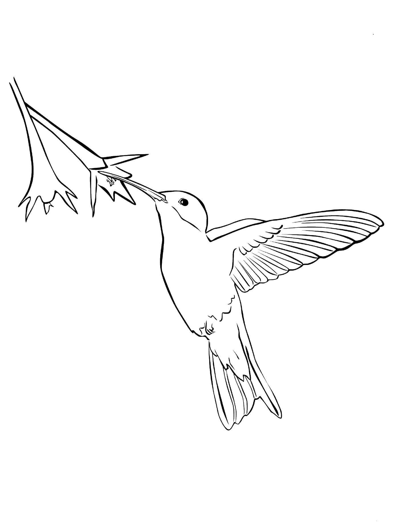 Название: Раскраска Колибри. Категория: колибри. Теги: птицы, колибри.