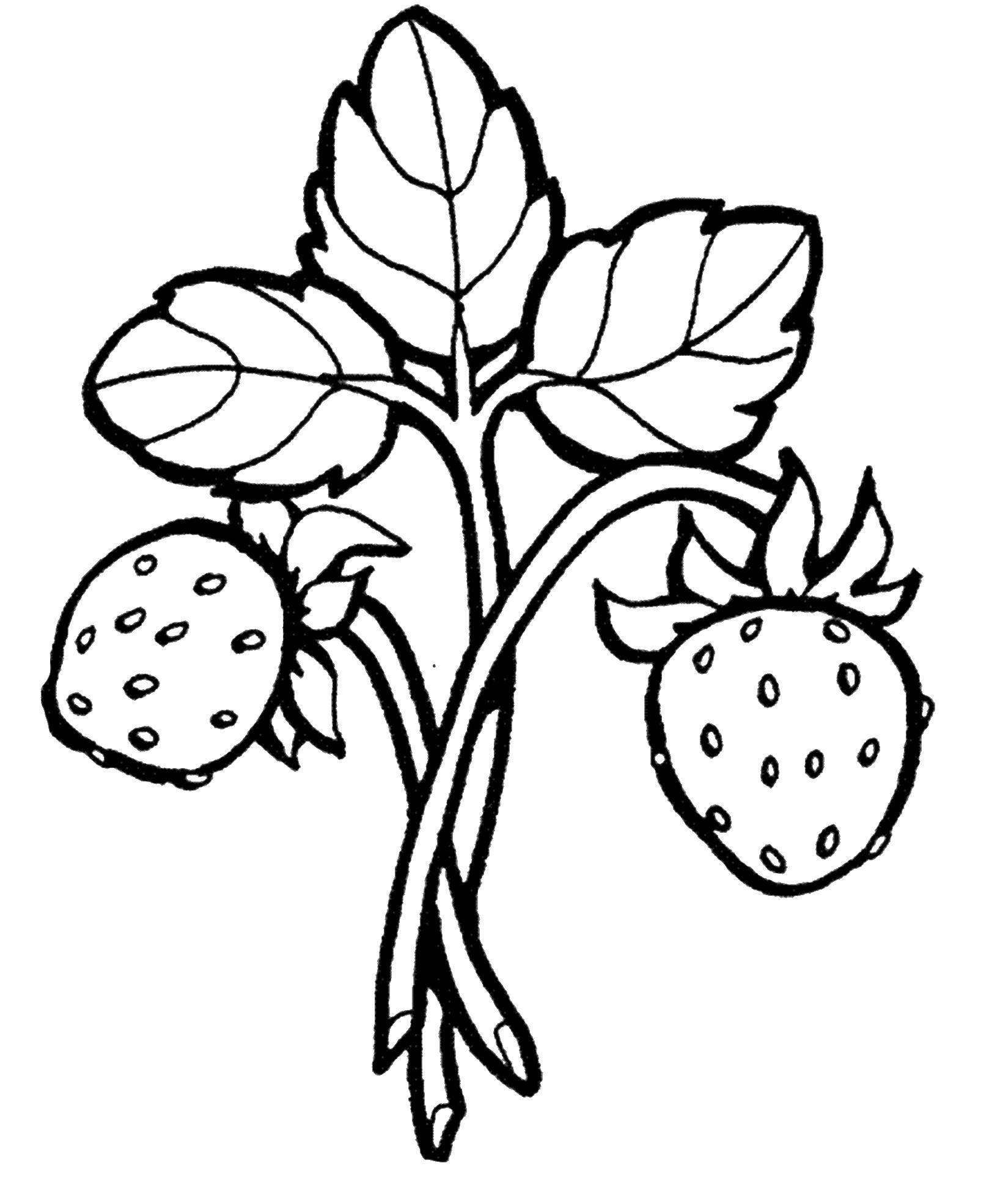 Coloring Strawberry. Category berries. Tags:  Berries, strawberries.
