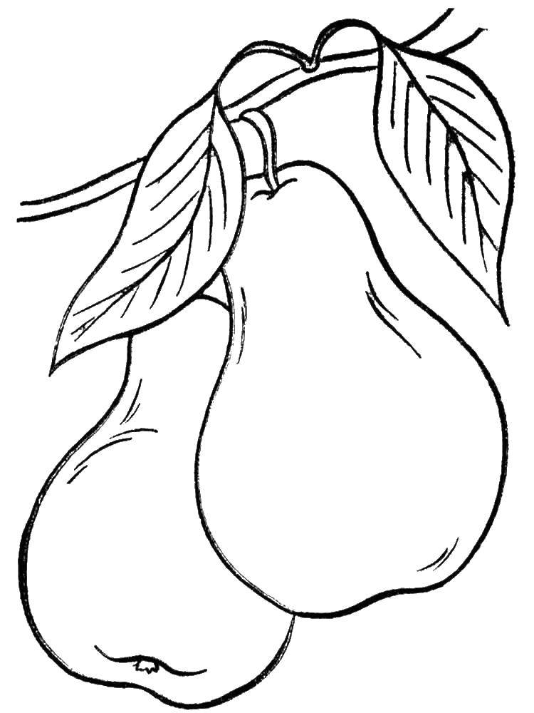 Coloring Two pears. Category pear. Tags:  fruits.