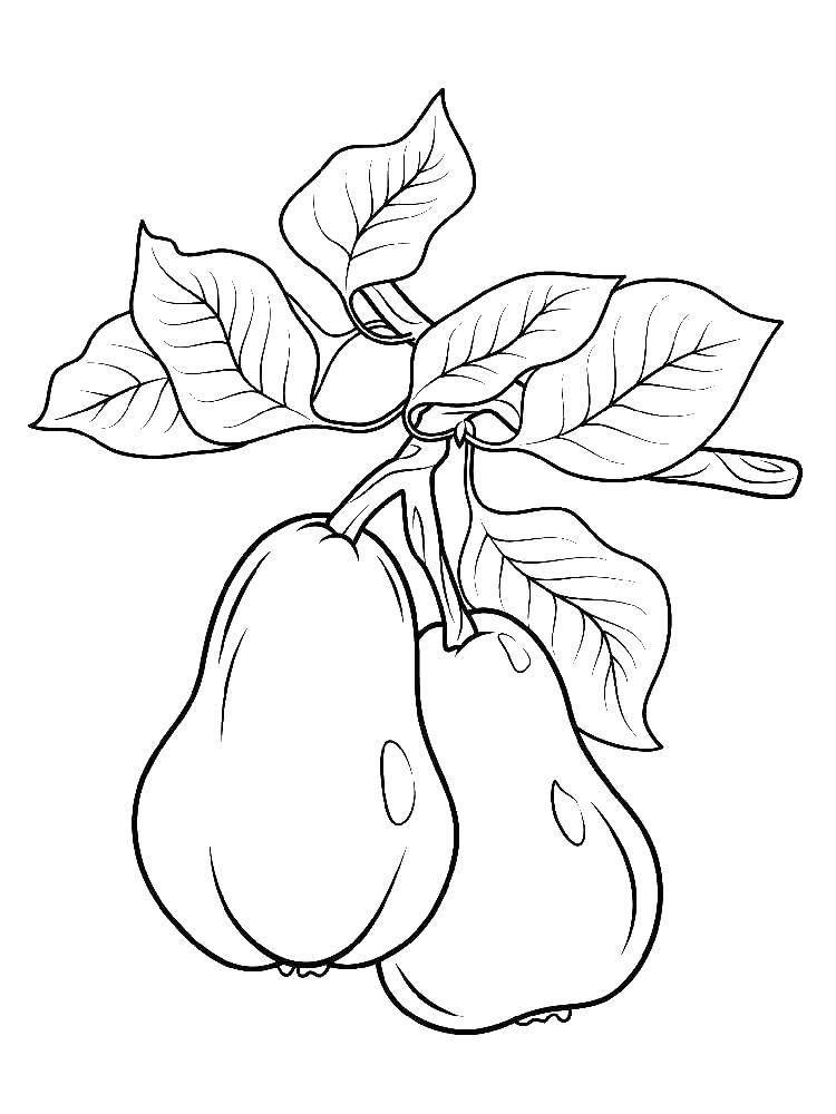 Coloring Two pears. Category pear. Tags:  fruits.