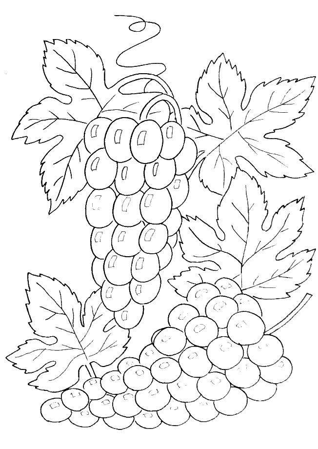 Название: Раскраска Гроздья винограда. Категория: виноград. Теги: Ягоды.