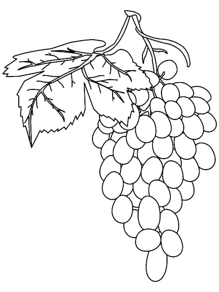 Название: Раскраска Кисть винограда. Категория: виноград. Теги: Ягоды.