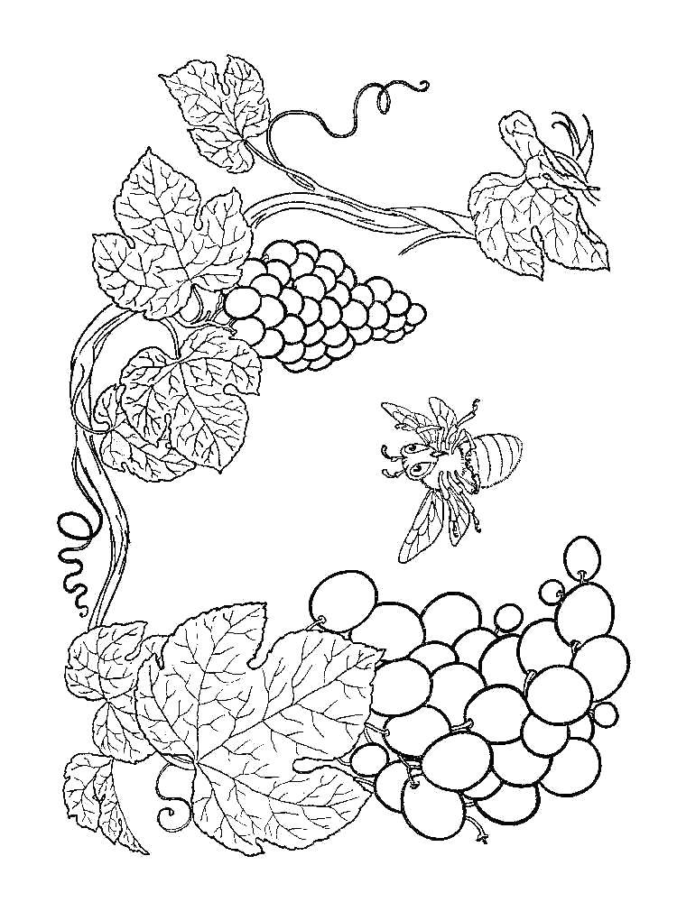 Название: Раскраска Пчёлки у винограда. Категория: виноград. Теги: Ягоды.