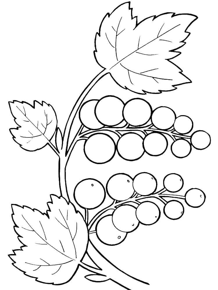 Coloring Grapey. Category grapes. Tags:  Berries.