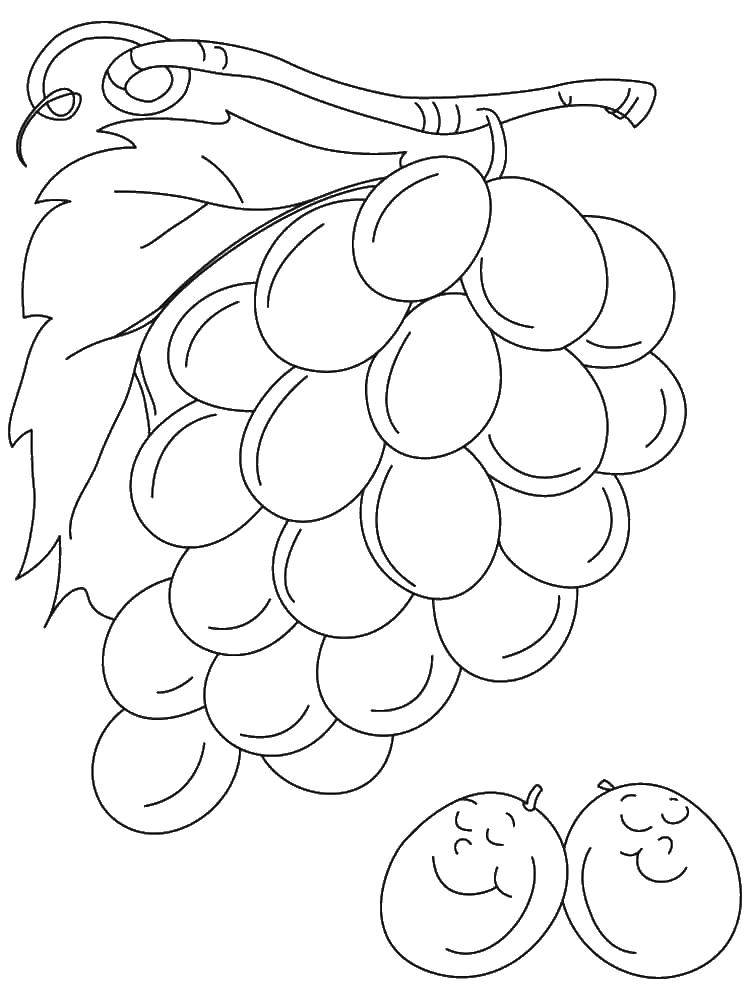Название: Раскраска Ягодки винограда. Категория: виноград. Теги: Ягоды.