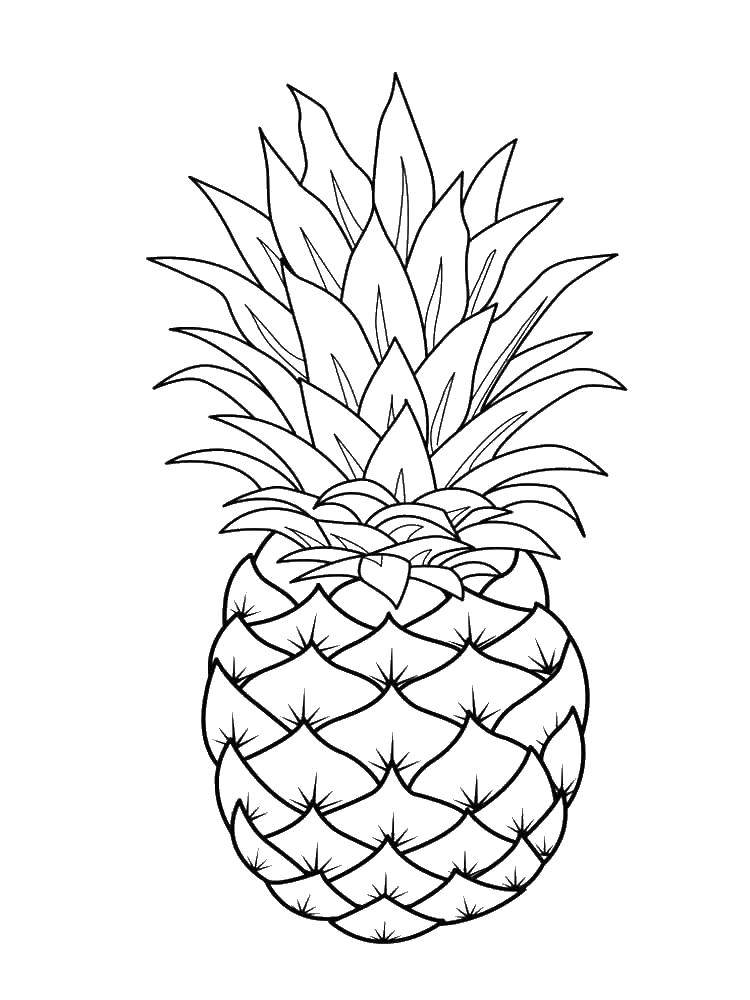 Coloring Pineapple. Category pineapple. Tags:  pineapple.