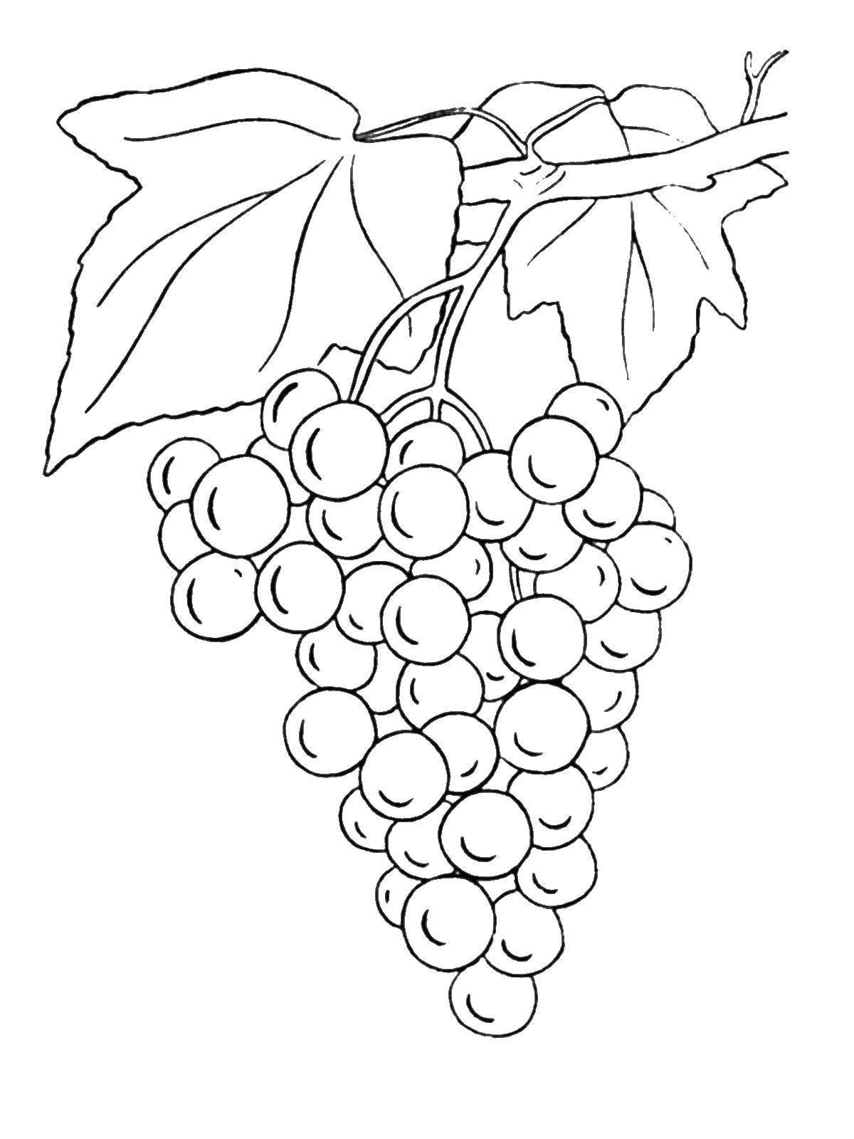Название: Раскраска Гроздь винограда. Категория: виноград. Теги: Ягоды.