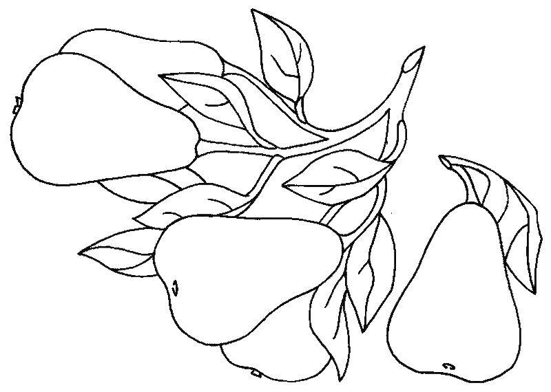 Coloring Pears on the branches. Category pear. Tags:  fruits.