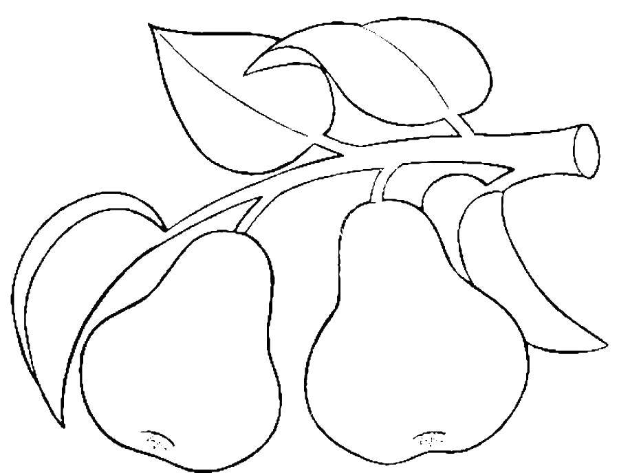 Название: Раскраска Груши на веточке. Категория: груша. Теги: фрукты.