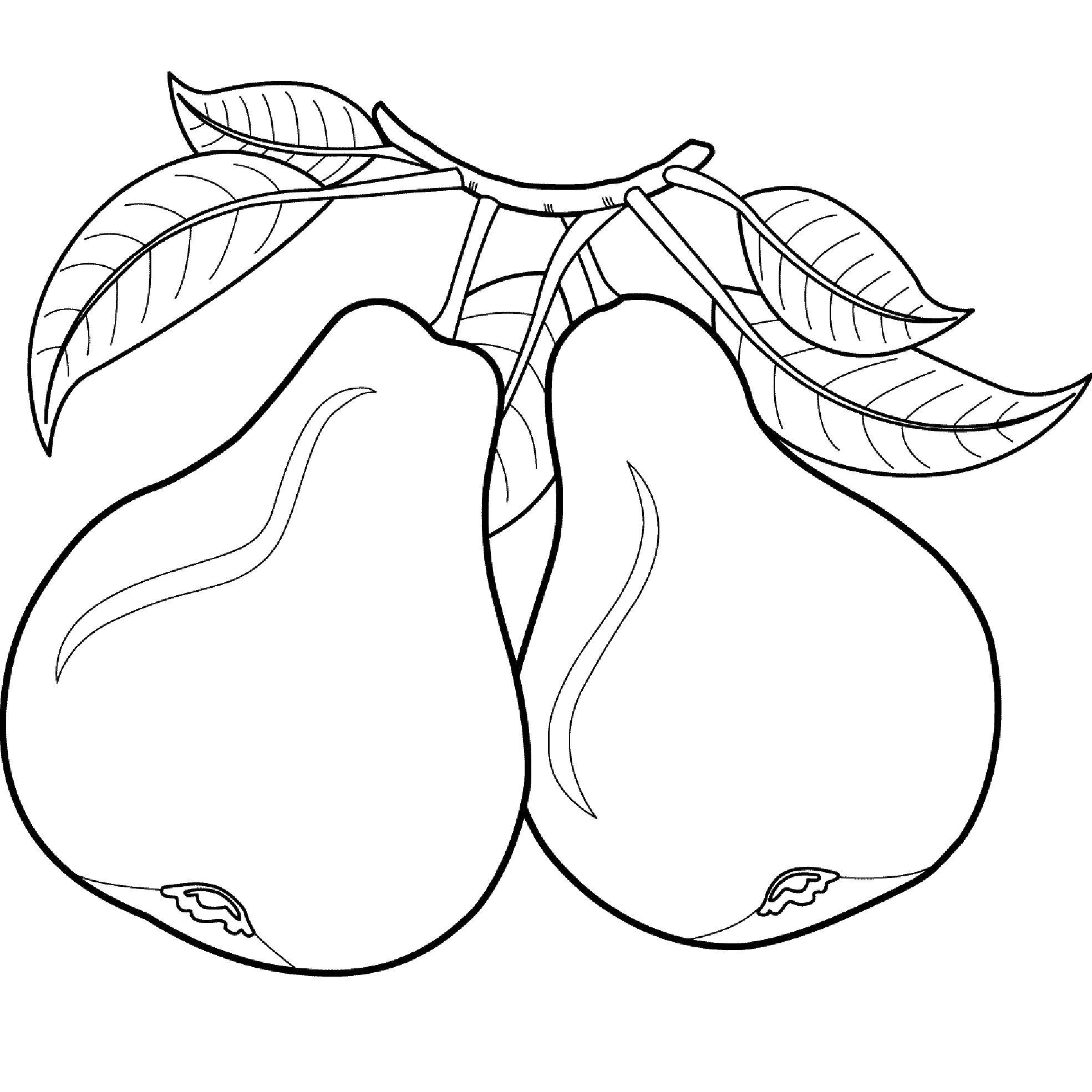 Coloring Pear. Category fruits. Tags:  pears, fruit.