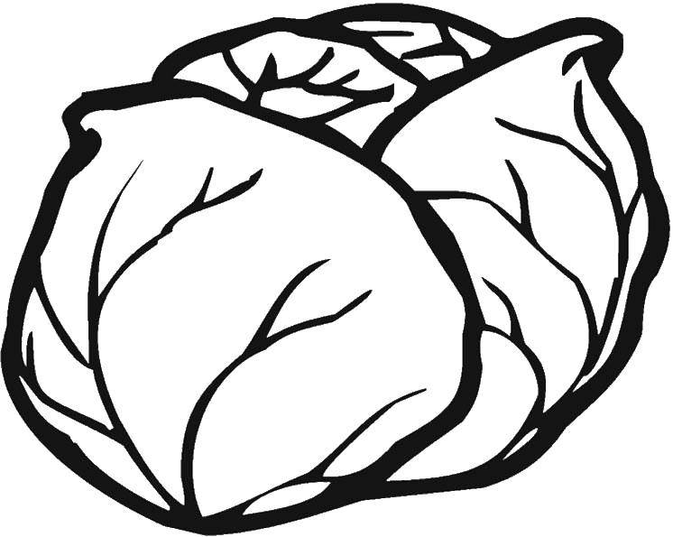 Coloring Cabbage. Category vegetables. Tags:  vegetables, fruits, cabbage.