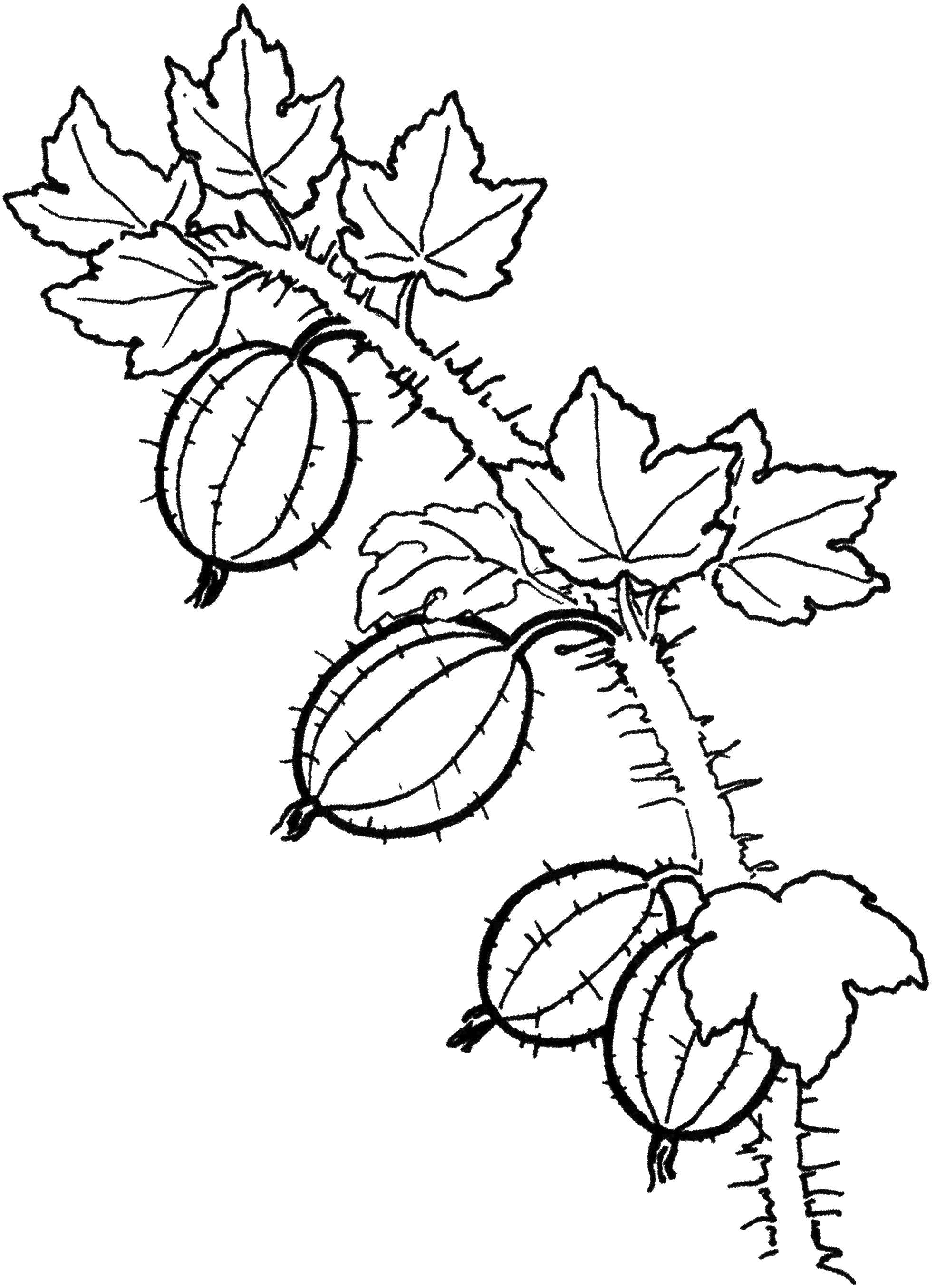 Coloring Gooseberry. Category berries. Tags:  Berries.