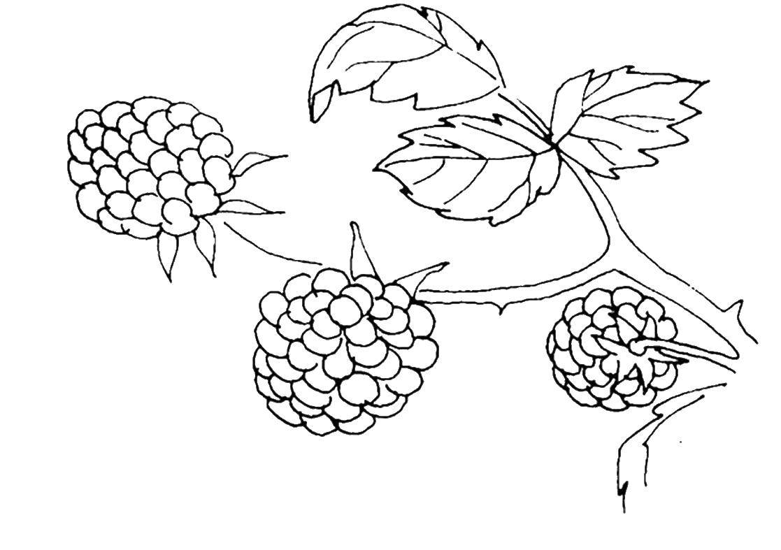 Coloring Raspberry. Category berries. Tags:  raspberry .
