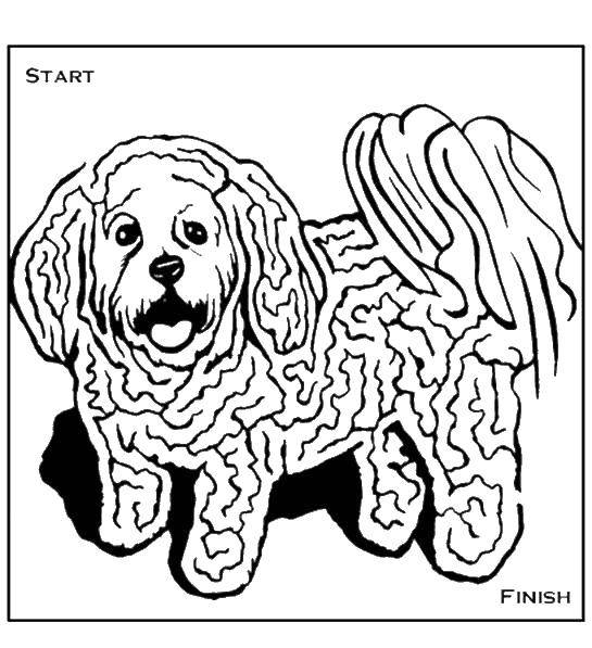 Coloring The dog maze. Category mazes. Tags:  maze, dog.
