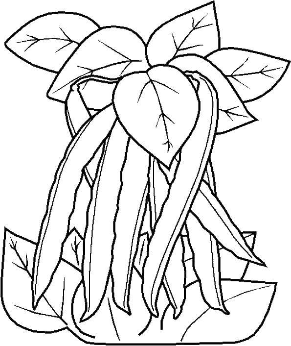 green beans coloring pages