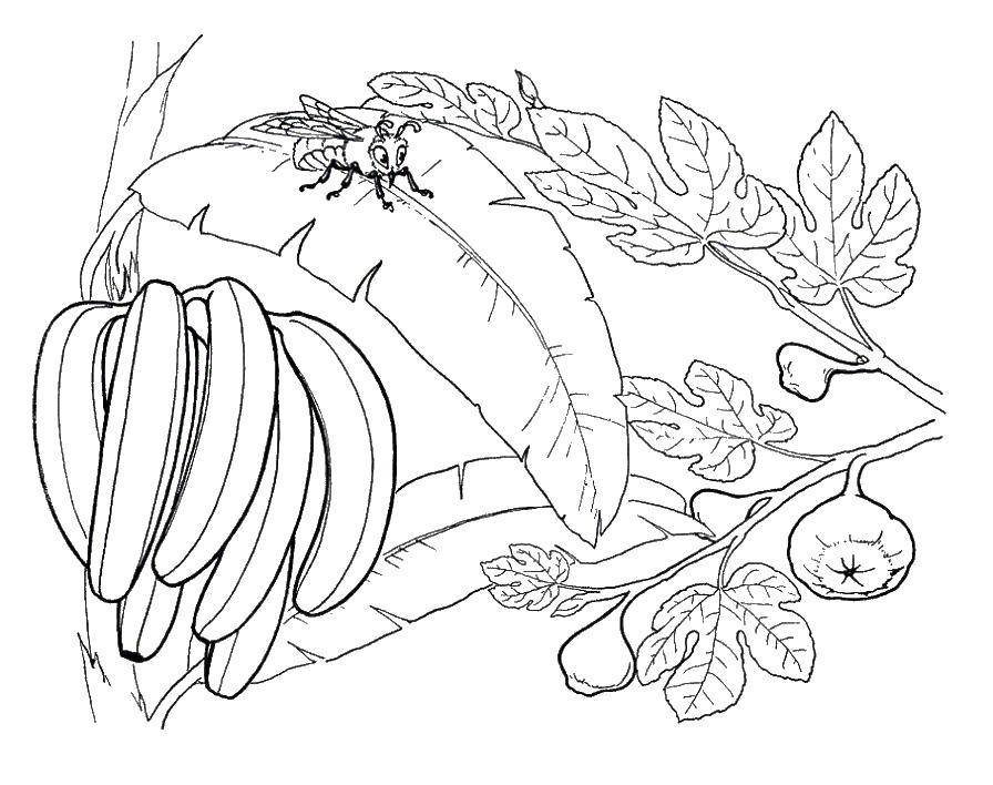 Coloring Bananas. Category banana. Tags:  banana, fucky.