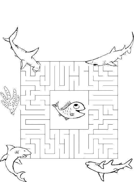 Coloring Maze shark. Category mazes. Tags:  the labyrinth.