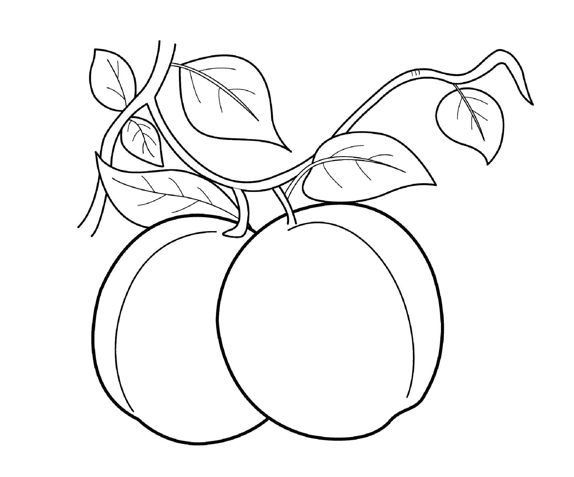Название: Раскраска Персики. Категория: фрукты. Теги: фрукты, персик.
