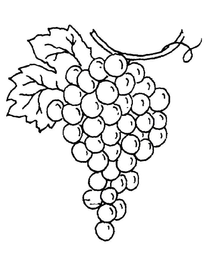 Название: Раскраска Виноград. Категория: виноград. Теги: виноград.