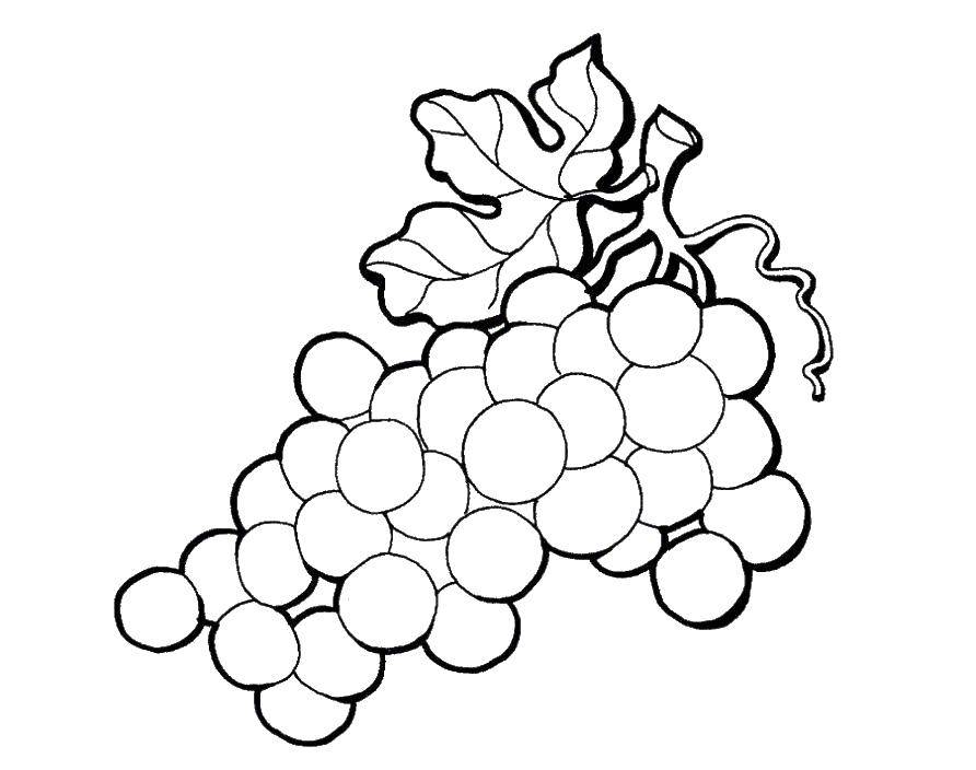 Название: Раскраска Виноград. Категория: виноград. Теги: виноград, фрукты.