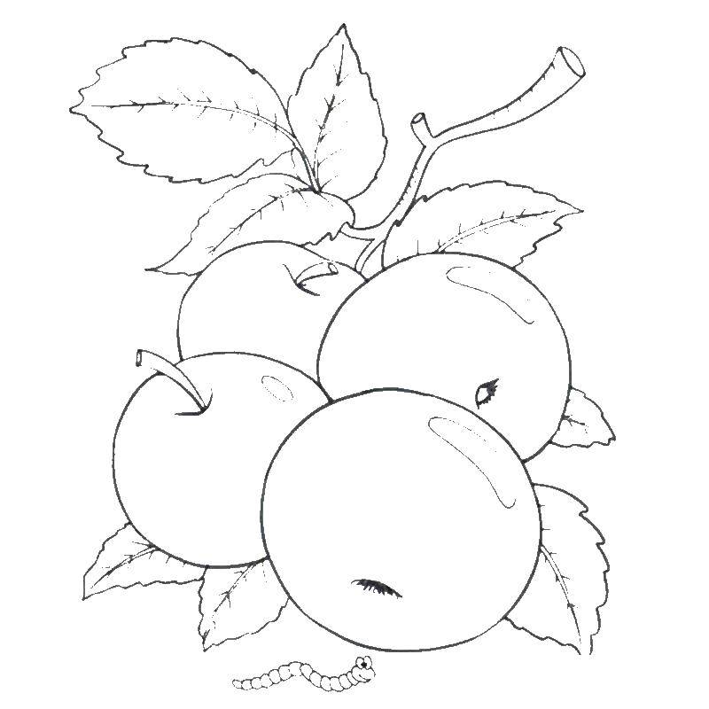 Coloring Apples. Category Apple. Tags:  Apple, fruit.