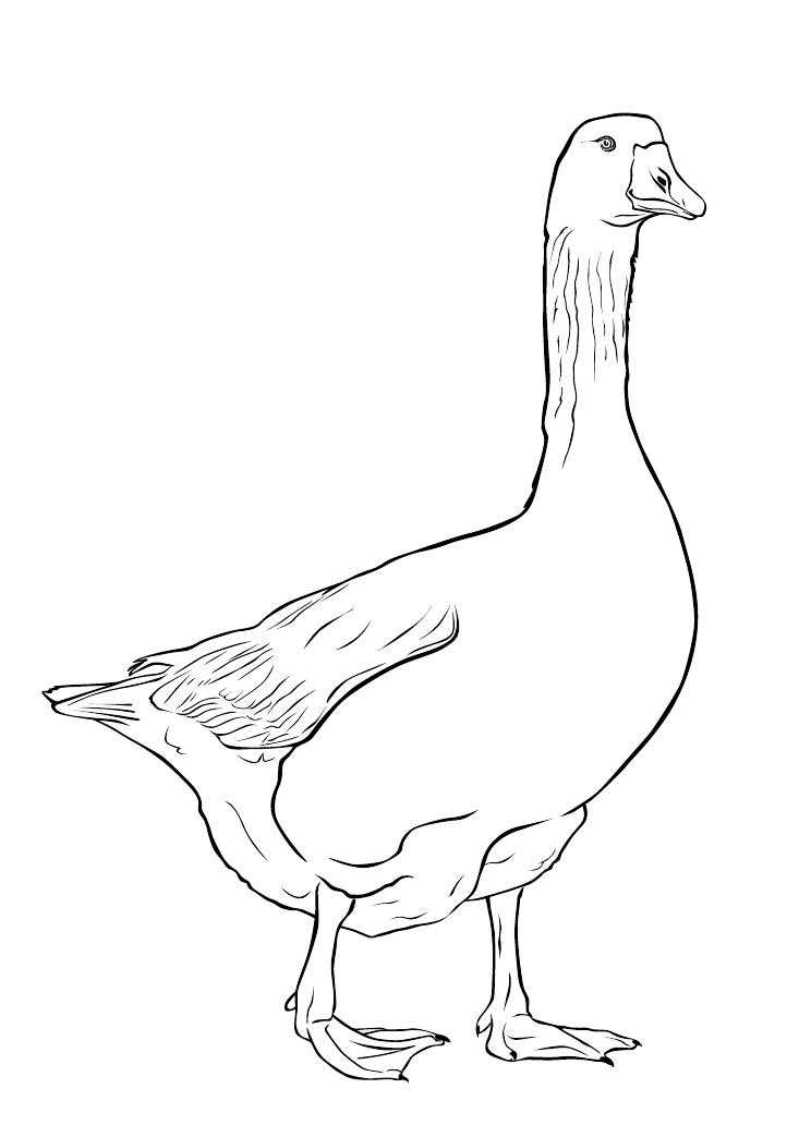 Coloring Goose. Category Pets allowed. Tags:  goose.