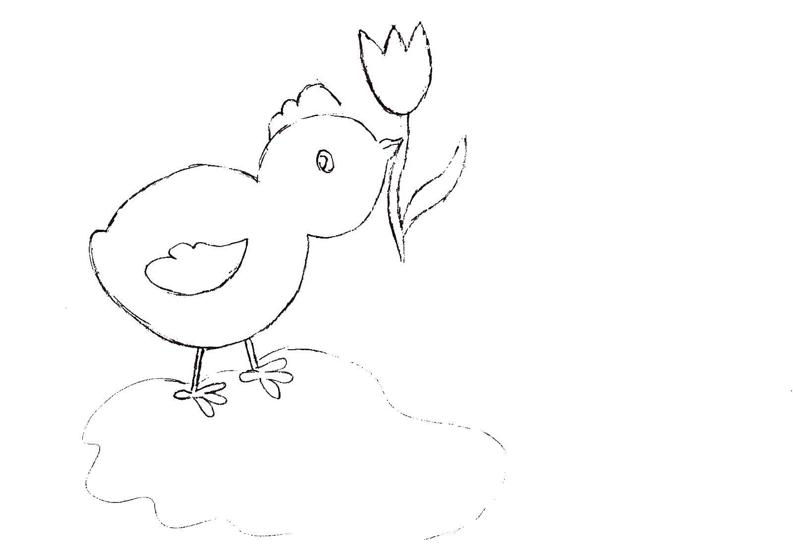 Coloring Chick with flower. Category birds. Tags:  chicken, flowers.