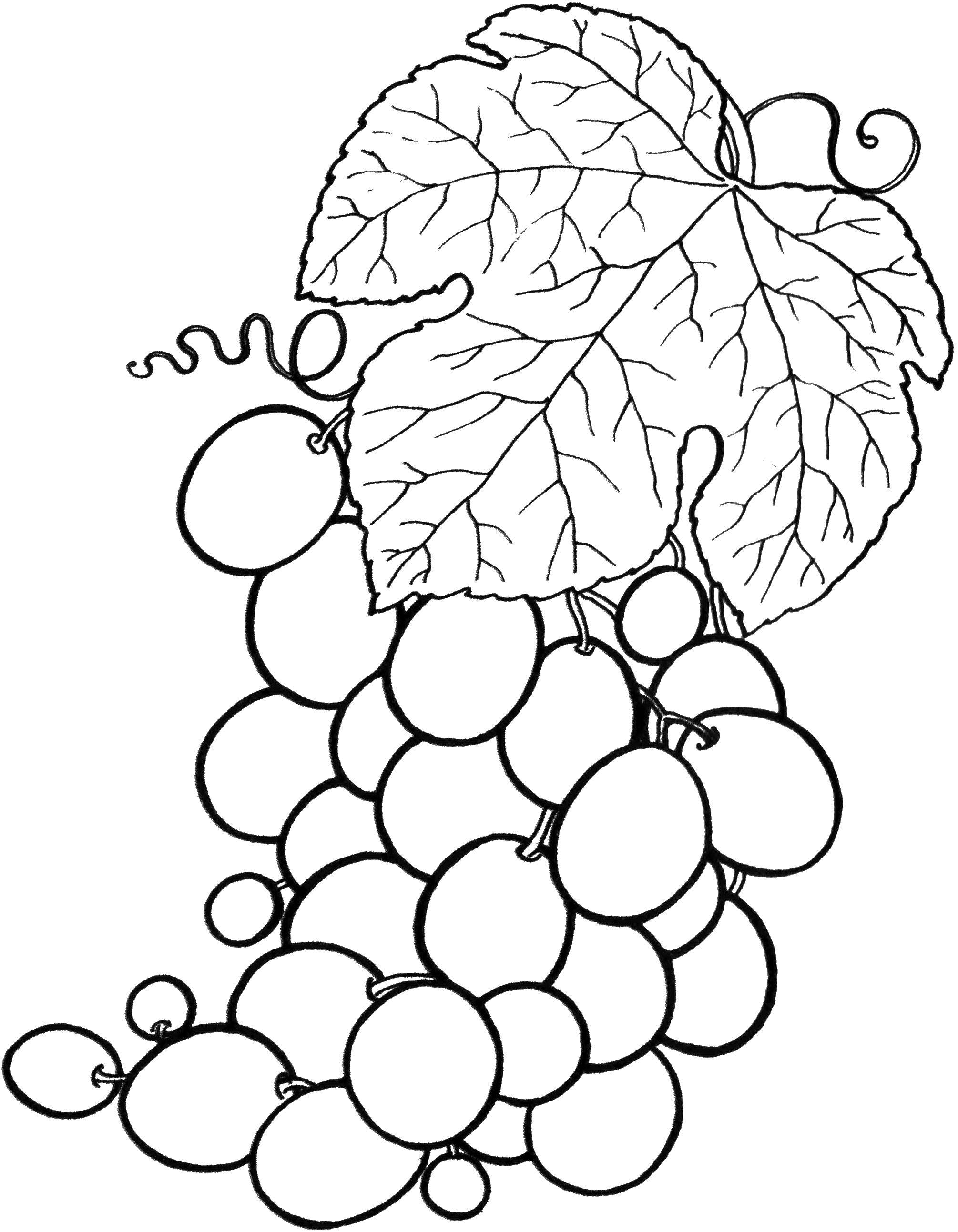 Название: Раскраска Усики винограда. Категория: виноград. Теги: Ягоды.