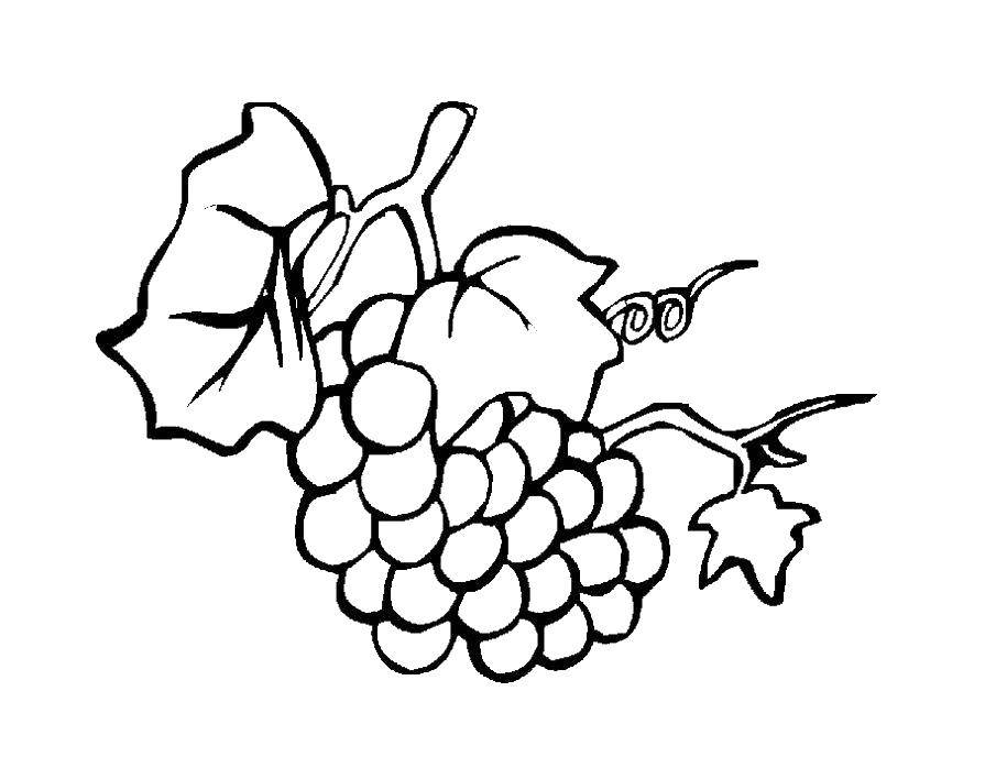 Coloring Grapes. Category grapes. Tags:  grapes, fruits.