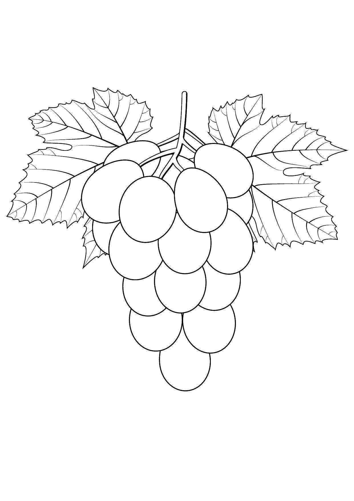 Название: Раскраска Виноград. Категория: виноград. Теги: виноград, фрукты.