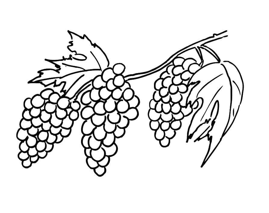 Coloring Grapes. Category grapes. Tags:  grapes, fruits.