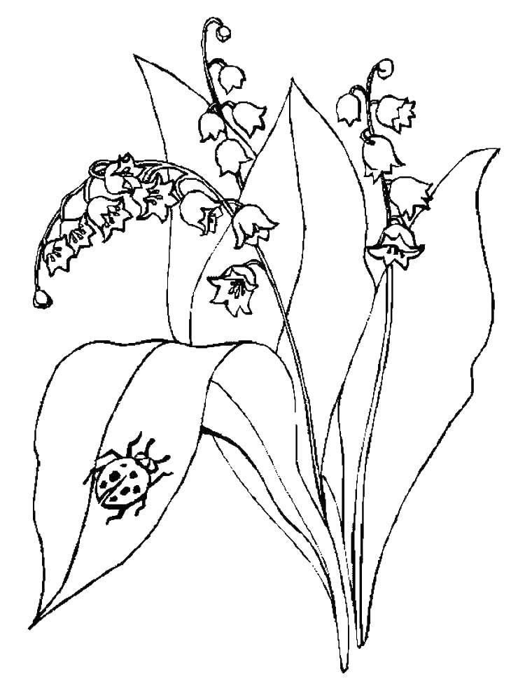 Coloring Bells. Category flowers. Tags:  Flowers.