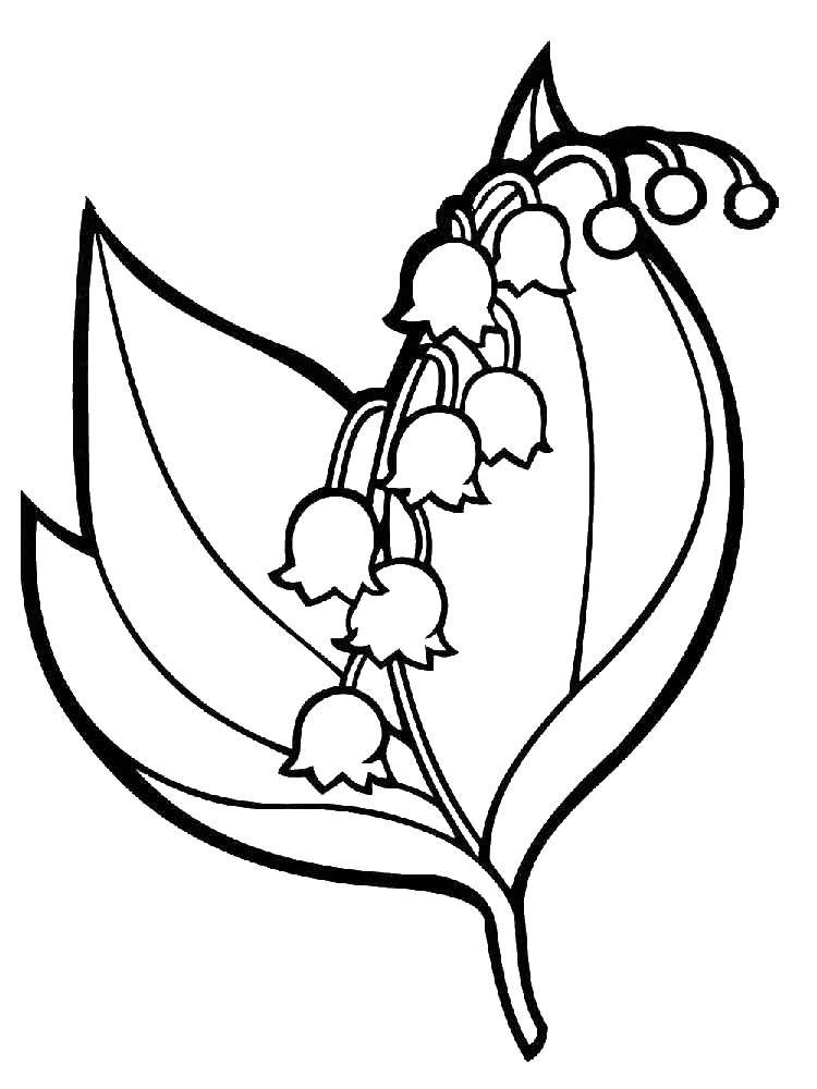 Coloring Lily of the valley. Category Lily of the valley. Tags:  Flowers.