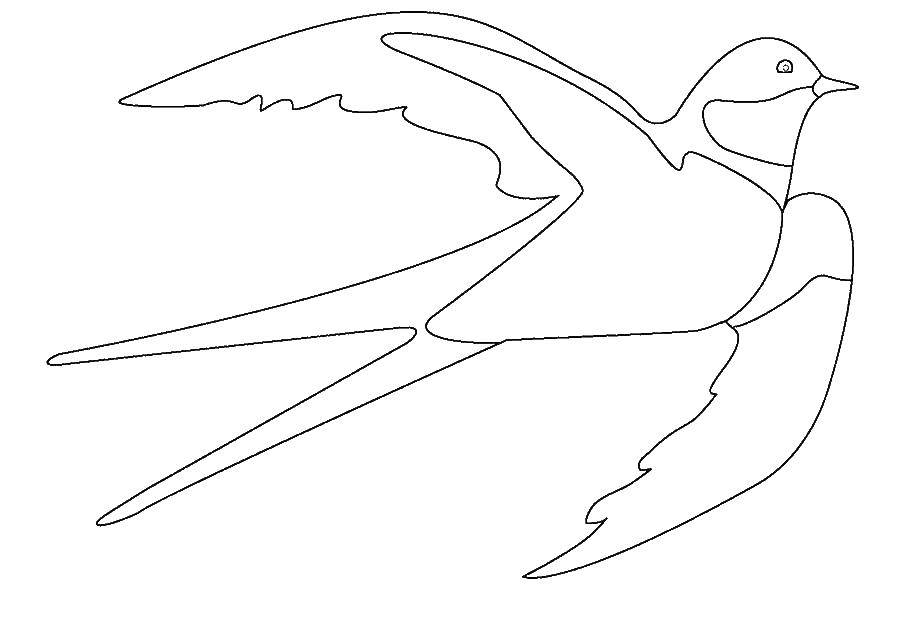 Название: Раскраска Ласточка. Категория: Контуры для вырезания птиц. Теги: ласточки.
